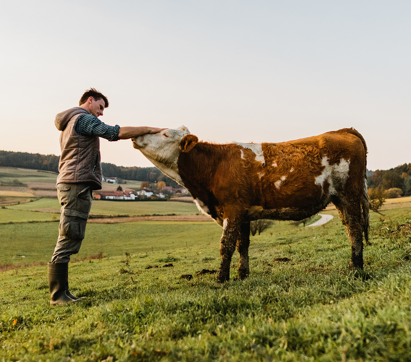 Farmer with cow in pastoral field setting